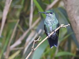 colibrì brillante dalla corona verde foto