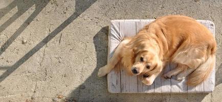 cane golden labrador retriever foto