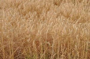 triticum frumento cereale grano vegetale pianta alimentare foto