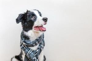 divertente ritratto in studio di simpatico cucciolo sorridente cane border collie che indossa abiti caldi sciarpa intorno al collo isolato su sfondo bianco. ritratto invernale o autunnale del nuovo adorabile membro della famiglia cagnolino. foto