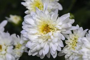 primo piano bianco del fiore del crisantemo foto