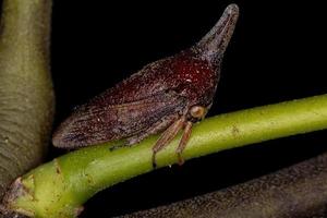 adulto tipico treehopper foto