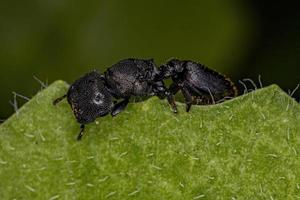 formica tartaruga regina nera adulta foto