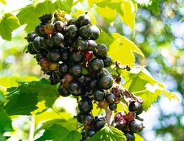 fotografia sul tema bellissimo cespuglio di bacche di ribes nero foto