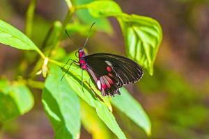 farfalla tropicale nobile nera rossa su sfondo verde natura brasile. foto