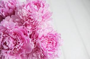 fiori di peonia rosa di bellezza foto