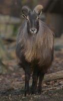 ritratto di tahr himalayano foto