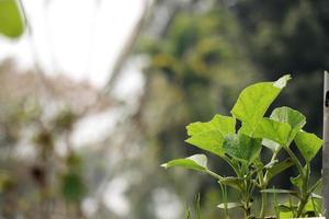 sfondo verde della natura foto