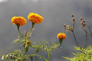 fiore di calendula con sfondo verde foto