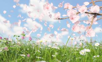 primo piano del prato primaverile e dei fiori di ciliegio foto