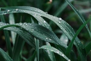 primo piano di rugiada sull'erba nel giardino mattutino, sfondo foto