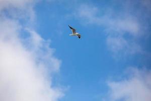 uccello in volo gabbiano isolato cielo simbolo del concetto di libertà. gabbiano bianco nel cielo foto