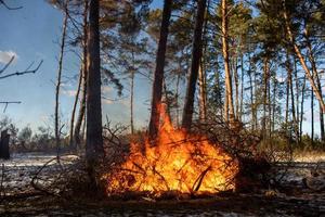 grandi falò o falò che bruciano nella foresta invernale in una giornata di sole. fuoco in natura. foto
