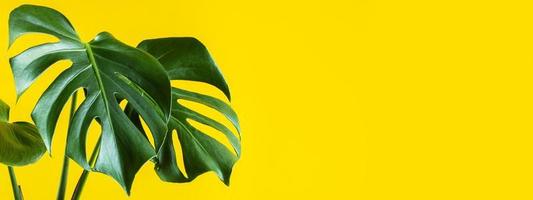 pianta d'appartamento di tendenza monstera deliciosa tropicale. foglie verdi di monstera su sfondo giallo. foto