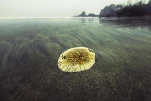 dollaro di sabbia. costa Pacifica. il dollaro della sabbia si trova sulla costa pacifica. tofino, columbia britannica. biscotto di mare, biscotto snapper. ricci di mare appiattiti a forma di disco che vivono su fondali sabbiosi foto