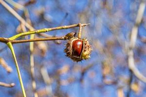 una castagna stramatura con la buccia verde superiore già aperta è appesa a un ramo, su uno sfondo sfocato in primo piano. foto