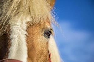 primo piano della testa di cavallo. lo sguardo del cavallo. l'occhio di un bel cavallo su uno sfondo di cielo blu primo piano. foto