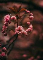 sakura giappone fiorisce la primavera foto