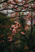 sakura giappone fiorisce la primavera foto