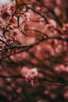 sakura giappone fiorisce la primavera foto
