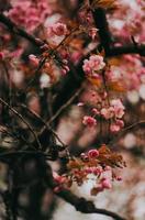 sakura giappone fiorisce la primavera foto