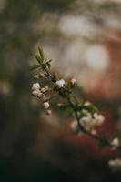 sakura giappone fiorisce la primavera foto