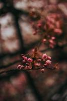 sakura giappone fiorisce la primavera foto