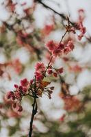 sakura giappone fiorisce la primavera foto