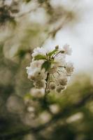 sakura giappone fiorisce la primavera foto