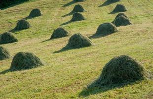 tagliare l'erba in agricoltura foto