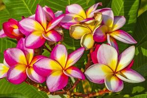 plumeria fiori rosa e gialli con sfondo di piante verdi thailandia. foto