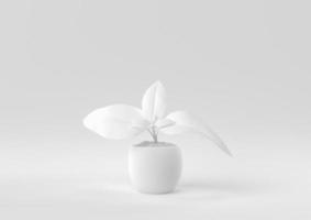 vaso per albero bianco su sfondo bianco. idea di concetto minimale creativa. monocromo. rendering 3d. foto