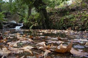 foglie cadute nella cascata rocciosa. il torrente roccioso si immette nel lungo il fiume. cascata nella foresta. bellissimo paesaggio forestale e fluviale. foto