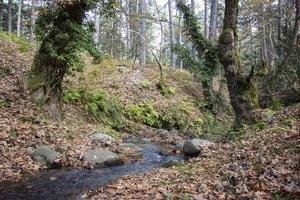 foglie cadute nel fiume roccioso. il torrente roccioso sfocia nel lungo il fiume. l'autunno lascia la foresta scenica. bellissimo paesaggio forestale e fluviale. foto