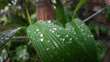 acqua piovana nel fogliame verde dopo la pioggia foto