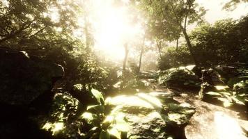 hyperlapse della giungla tropicale della foresta pluviale con nebbia e raggi solari foto