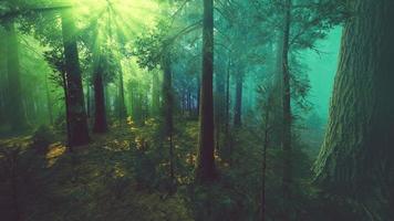 nebbia mattutina nella foresta di sequoie giganti foto