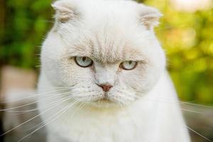 divertente ritratto di gattino bianco domestico dai capelli corti su sfondo verde cortile. gatto britannico che cammina all'aperto in giardino il giorno d'estate. concetto di salute e animali per la cura degli animali domestici. foto