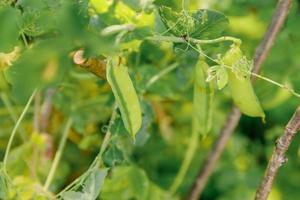 concetto di giardinaggio e agricoltura. piselli organici maturi freschi verdi perfetti pronti per la raccolta sul ramo in giardino. produzione di cibo casalingo vegano vegetariano. l'orto locale produce baccelli di piselli puliti. foto