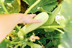 concetto di giardinaggio e agricoltura. lavoratrice agricola femminile che raccoglie a mano zucchine organiche mature fresche verdi in giardino. produzione di cibo casalingo vegano vegetariano. donna che raccoglie la zucca. foto