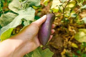 concetto di giardinaggio e agricoltura. lavoratrice agricola femminile che raccoglie a mano melanzane organiche mature fresche viola in giardino. produzione di cibo casalingo vegano vegetariano. donna che raccoglie melanzane melanzane. foto