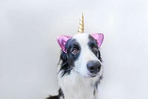 divertente kawaii ritratto cucciolo di cane border collie con corno di unicorno isolato su sfondo bianco. cane con mais, simpatico mais. la mia vita da unicorno felice. cura degli animali domestici e concetto di animali. foto