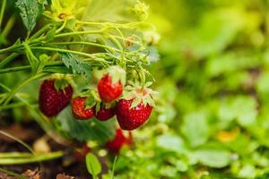 coltivazione industriale di piante di fragole. cespuglio con frutti rossi maturi fragola nel letto del giardino estivo. coltivazione naturale di bacche in fattoria. sfondo del concetto di orticoltura di alimenti biologici ecologici. foto