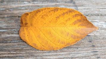 una foglia d'autunno su uno sfondo di legno vecchio con spazio per la copia. colori autunnali luminosi e sfondo in legno scuro. concetti delle stagioni, dell'ambiente. concetto di sfondo per le vacanze autunnali del ringraziamento. foto