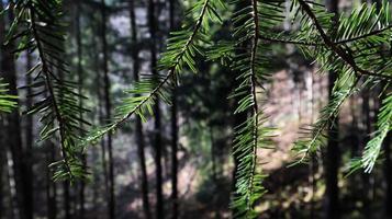 percorso turistico sentiero colomba. Rocce pittoresche su un sentiero escursionistico in una montagna forestale vicino al villaggio di yaremche in autunno. bella pineta in una giornata di sole. ucraina, carpazi foto