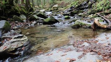 paesaggio di un fiume di montagna nella foresta all'inizio dell'autunno e alla fine dell'estate. acqua in un corso d'acqua naturale. bella e rilassante foresta con un fiume. fiume nel profondo della foresta di montagna. composizione della natura. foto