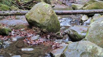 paesaggio di un fiume di montagna nella foresta all'inizio dell'autunno e alla fine dell'estate. acqua in un corso d'acqua naturale. bella e rilassante foresta con un fiume. fiume nel profondo della foresta di montagna. composizione della natura. foto