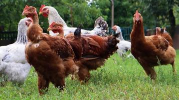 galline e galli di razza marrone e bianco mangiano erba in natura, all'aperto nel cortile di una casa vicino a un pollaio in campagna. polli di razza nel cortile di una casa rurale. foto