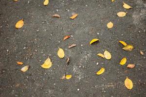 sfondo di caduta delle foglie foto
