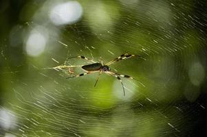 primo piano di un ragno sulla sua ragnatela. monteverde, costarica foto